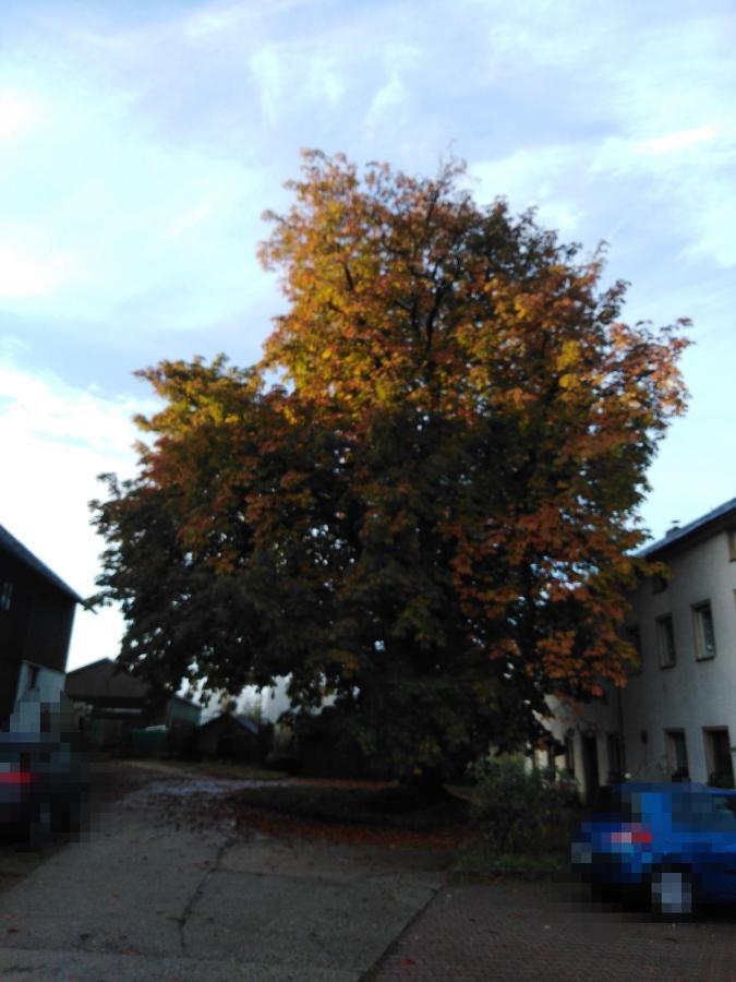 Landpension Haupt Sebnitz Exterior photo